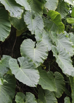 Sow Exotic Malanga (Xanthosoma Sagittifolium)