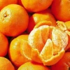Sow Exotic Ponkan Mandarin, Chinese Honey Orange (Citrus Poonensis)