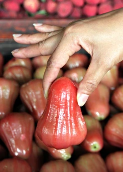 Sow Exotic Malay Apple (Syzygium Malaccense)