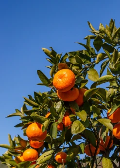 Sow Exotic Tropical Fruit & Spice Trees Satsuma Mandarin (Citrus Unshiu)