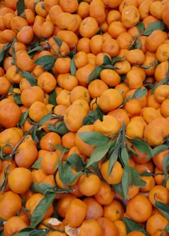 Sow Exotic Tropical Fruit & Spice Trees Satsuma Mandarin (Citrus Unshiu)