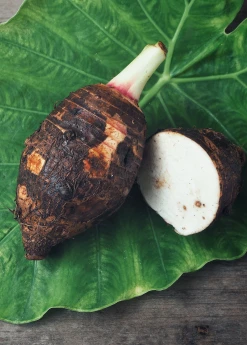 Sow Exotic Medicinal & Culinary Herbs Taro 'Chinese Bun Long' (Colocasia Esculenta) 7 Sow Exotic Medicinal & Culinary Herbs Taro 'Chinese Bun Long' (Colocasia Esculenta)