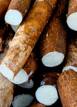 Sow Exotic Yuca Root (Manihot Esculenta) Rare Fruiting Plants