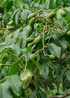 Sow Exotic June Plum (Spondias Dulcis) Tropical Fruit & Spice Trees