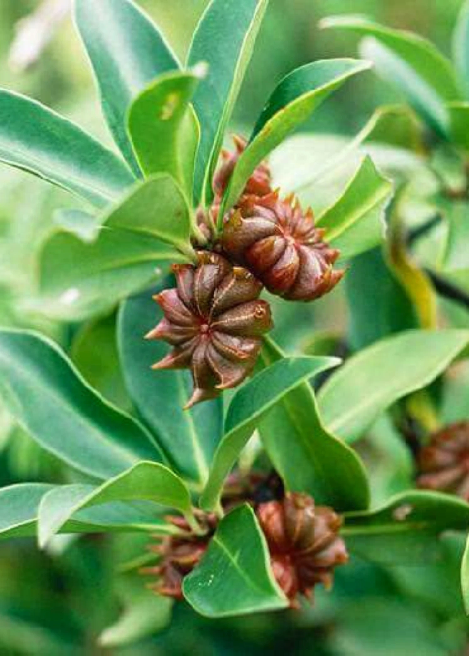 Sow Exotic Star Anise (Illicium Verum) Medicinal & Culinary Herbs