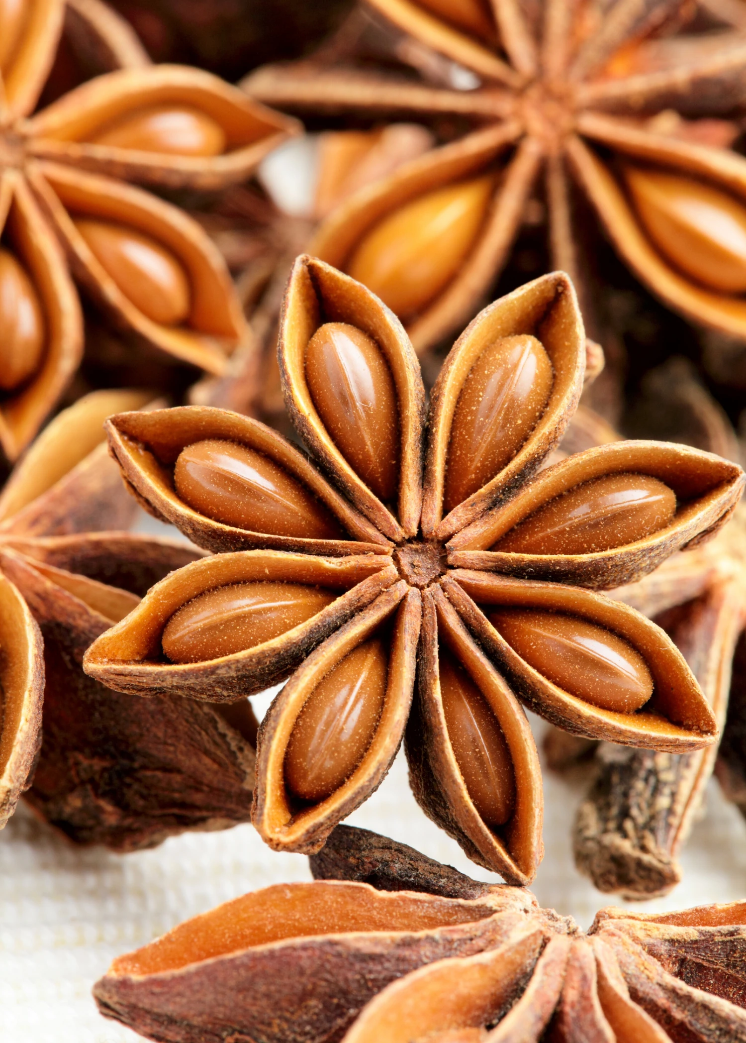 Sow Exotic Star Anise (Illicium Verum) Medicinal & Culinary Herbs