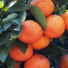 Sow Exotic Tropical Fruit & Spice Trees Sugar Belle Orange (Citrus Reticulata Clemintine X Minneola)
