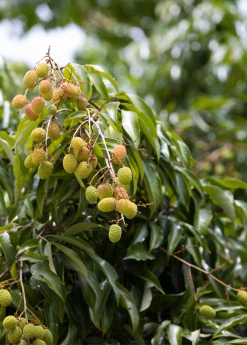 Sow Exotic Tropical Fruit & Spice Trees Lychee 'Sweetheart' (Litchi Chinensis)