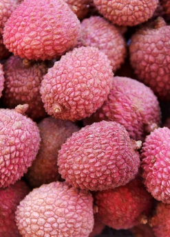 Sow Exotic Tropical Fruit & Spice Trees Lychee 'Sweetheart' (Litchi Chinensis)