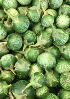 Sow Exotic Rare Fruiting Plants Thai Eggplant (Solanum Melongena)