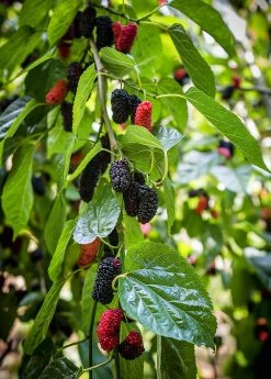 Sow Exotic Tropical Fruit & Spice Trees Mulberry 'Everbearing' (Morus Nigra)