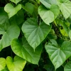 Sow Exotic Medicinal & Culinary Herbs Giloy Vine (Tinospora Cordifolia)