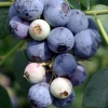 Sow Exotic Blueberry 'Sweetcrisp' (Vaccinium Corymbosum) Rare Fruiting Plants