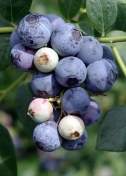 Sow Exotic Blueberry 'Sweetcrisp' (Vaccinium Corymbosum) Rare Fruiting Plants