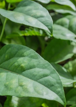 Sow Exotic Yanang, Grass Jelly Vine (Tiliacora Triandra) Medicinal & Culinary Herbs