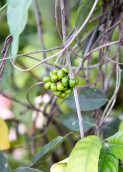 Sow Exotic Yanang, Grass Jelly Vine (Tiliacora Triandra) Medicinal & Culinary Herbs