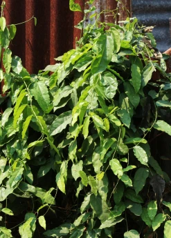 Sow Exotic Yanang, Grass Jelly Vine (Tiliacora Triandra) Medicinal & Culinary Herbs