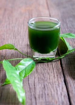 Sow Exotic Yanang, Grass Jelly Vine (Tiliacora Triandra) Medicinal & Culinary Herbs