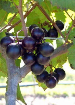 Sow Exotic Rare Fruiting Plants Muscadine Grape 'Alachua' (Vitis Rotundifolia)