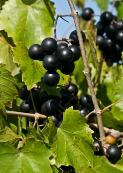 Sow Exotic Rare Fruiting Plants Muscadine Grape 'Alachua' (Vitis Rotundifolia)