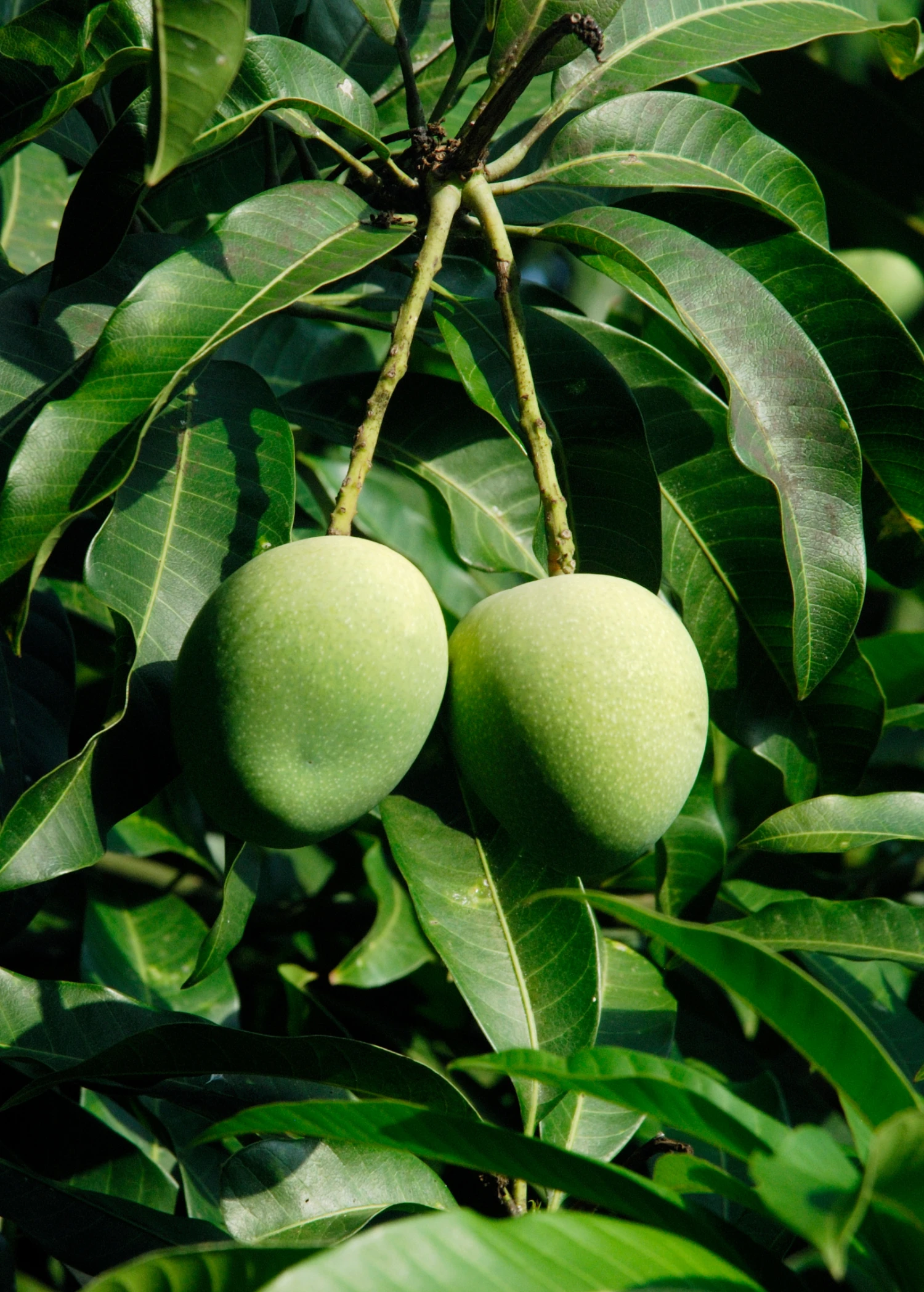 Sow Exotic Mango 'Alphonso' (Mangifera Indica)