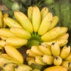 Sow Exotic Banana 'Manzano' Apple Banana (Musa) Tropical Fruit & Spice Trees