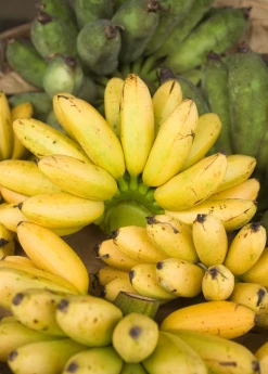 Sow Exotic Banana 'Manzano' Apple Banana (Musa) Tropical Fruit & Spice Trees