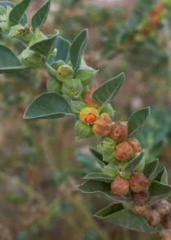 Sow Exotic Ashwagandha (Withania Somnifera) Medicinal & Culinary Herbs