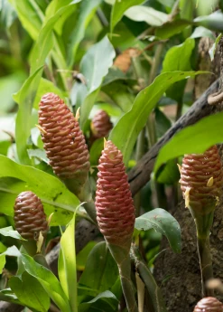 Sow Exotic Awapuhi Shampoo Ginger (Zingiber Zerumbet)