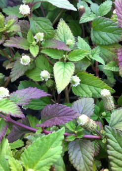 Sow Exotic Aztec Sweet Herb (Lippia Dulcis)