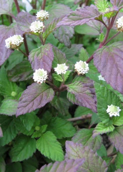 Sow Exotic Aztec Sweet Herb (Lippia Dulcis)