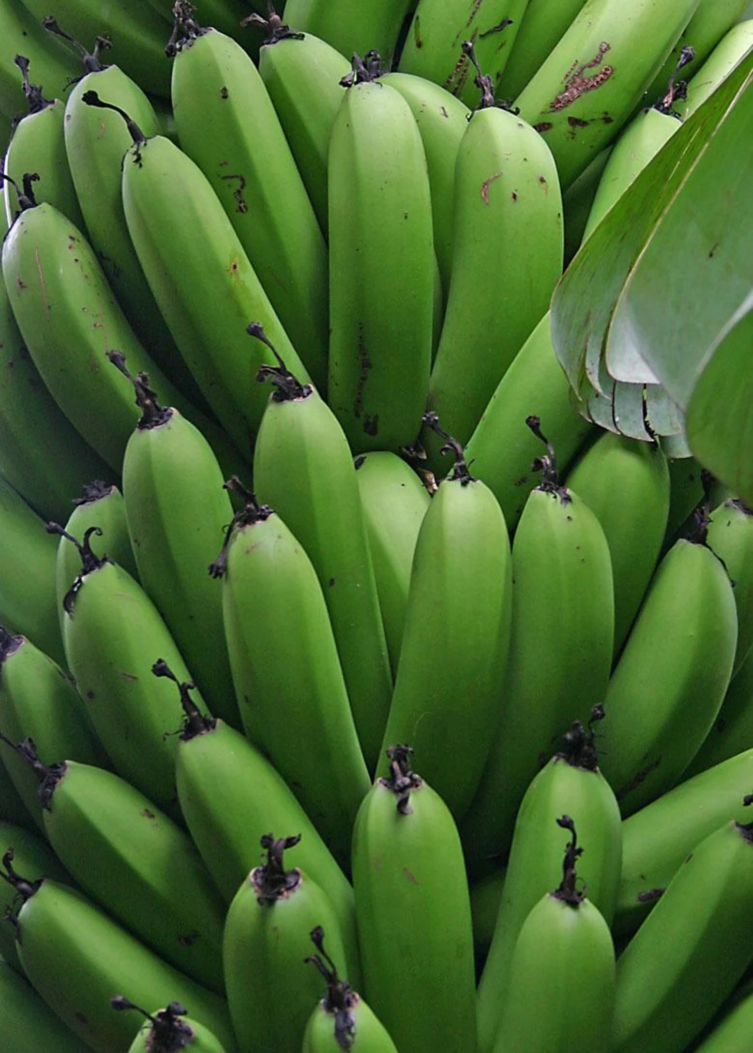 Sow Exotic Banana 'Grand Nain' (Musa) 7 Sow Exotic Banana 'Grand Nain' (Musa)