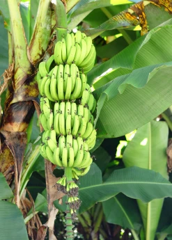 Sow Exotic Banana 'Grand Nain' (Musa) 12 Sow Exotic Banana 'Grand Nain' (Musa)
