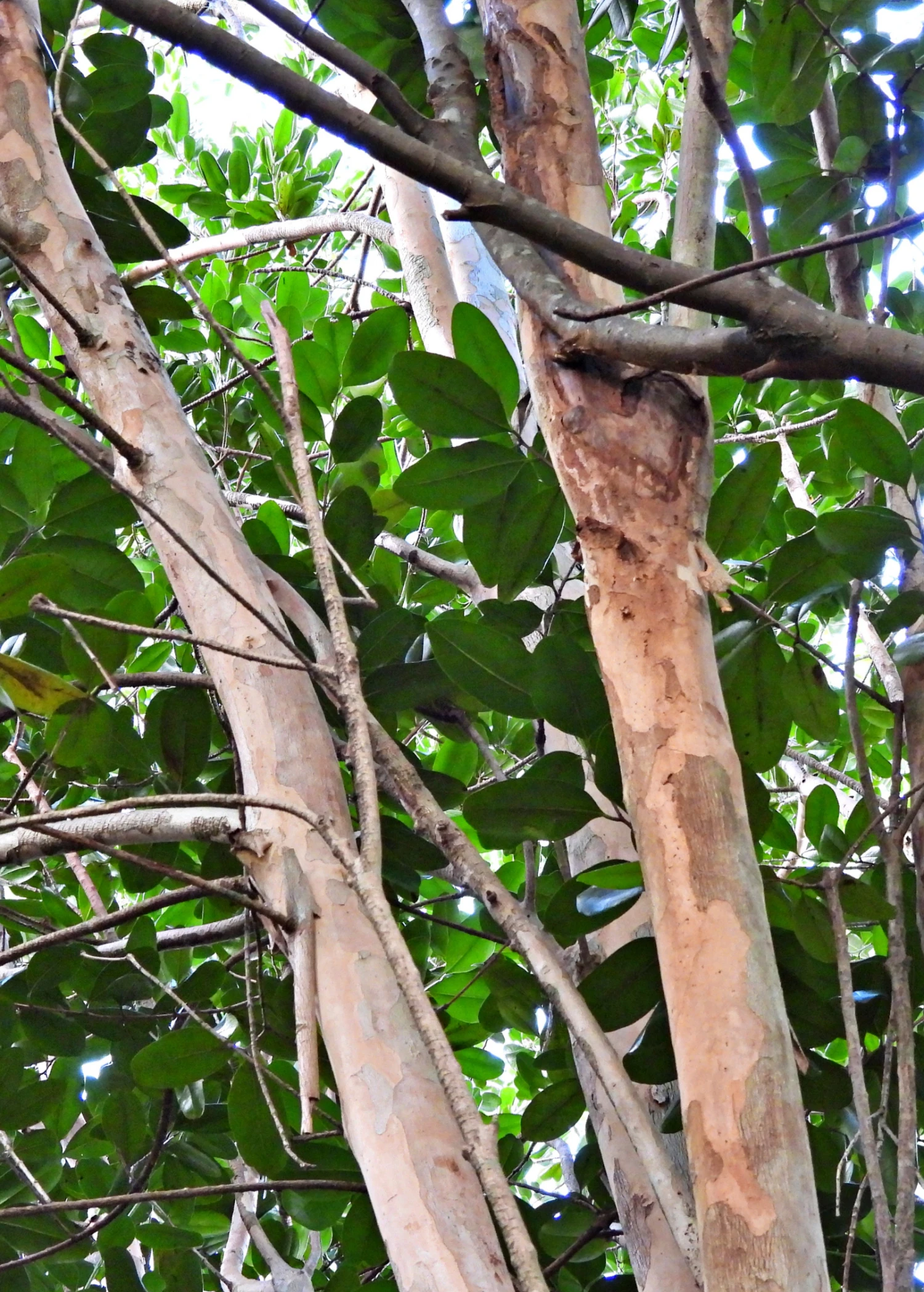 Sow Exotic Bay Rum (Pimenta Racemosa) Tropical Fruit & Spice Trees 2 Sow Exotic Bay Rum (Pimenta Racemosa) Tropical Fruit & Spice Trees