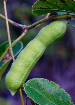 Sow Exotic Beach Bean (Canavalia Rosea) Rare Fruiting Plants