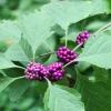 Sow Exotic Beautyberry (Callicarpa Americana)