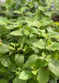 Sow Exotic Beautyberry (Callicarpa Americana)