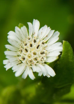 Sow Exotic Bhringraj (Eclipta Prostrata, Syn, Eclipta Alba)