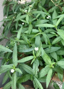 Sow Exotic Bhringraj (Eclipta Prostrata, Syn, Eclipta Alba)