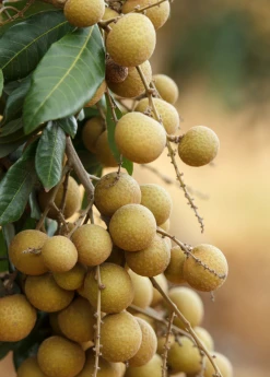 Sow Exotic Longan, 'Biew Kiew' (Dimocarpus Longan) Tropical Fruit & Spice Trees 6 Sow Exotic Longan, 'Biew Kiew' (Dimocarpus Longan) Tropical Fruit & Spice Trees