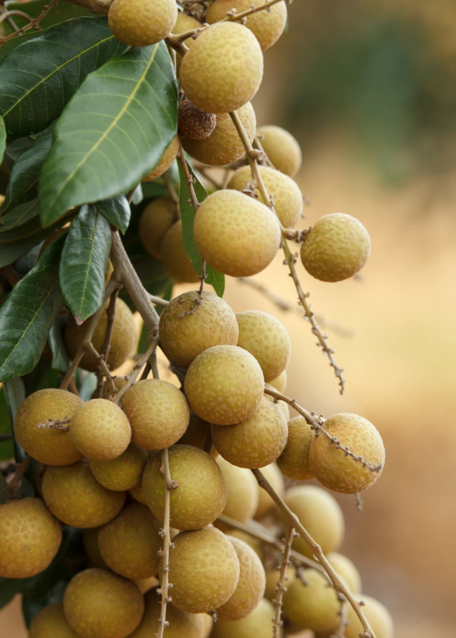Sow Exotic Longan, 'Biew Kiew' (Dimocarpus Longan) Tropical Fruit & Spice Trees 3 Sow Exotic Longan, 'Biew Kiew' (Dimocarpus Longan) Tropical Fruit & Spice Trees