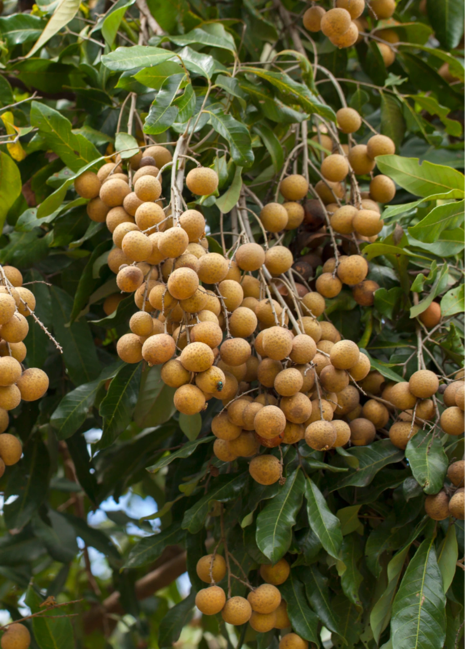 Sow Exotic Longan, 'Biew Kiew' (Dimocarpus Longan) Tropical Fruit & Spice Trees 1 Sow Exotic Longan, 'Biew Kiew' (Dimocarpus Longan) Tropical Fruit & Spice Trees