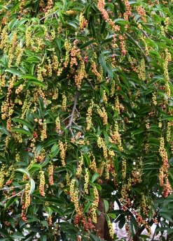 Sow Exotic Bignay (Antidesma Bunius)