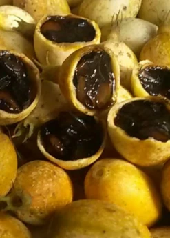 Sow Exotic Blackberry Jam Fruit (Rosenbergiodendron Formosum) Rare Fruiting Plants