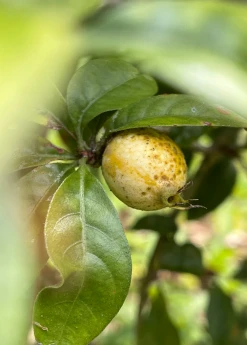 Sow Exotic Blackberry Jam Fruit (Rosenbergiodendron Formosum) Rare Fruiting Plants