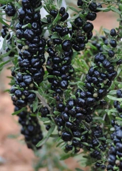 Sow Exotic Black Goji Berry (Lycium Ruthenicum) Rare Fruiting Plants