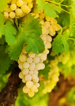 Sow Exotic Rare Fruiting Plants Grape 'Blanc Du Bois' (Vitis Vinifera)