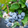 Sow Exotic Blueberry 'Sunshine Blue' (Vaccinium Corymbosum)