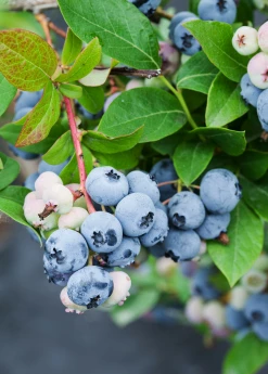 Sow Exotic Blueberry 'Sunshine Blue' (Vaccinium Corymbosum)
