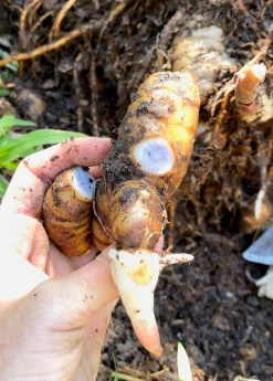 Sow Exotic Ginger, Rare Blue Medicinal & Culinary Herbs